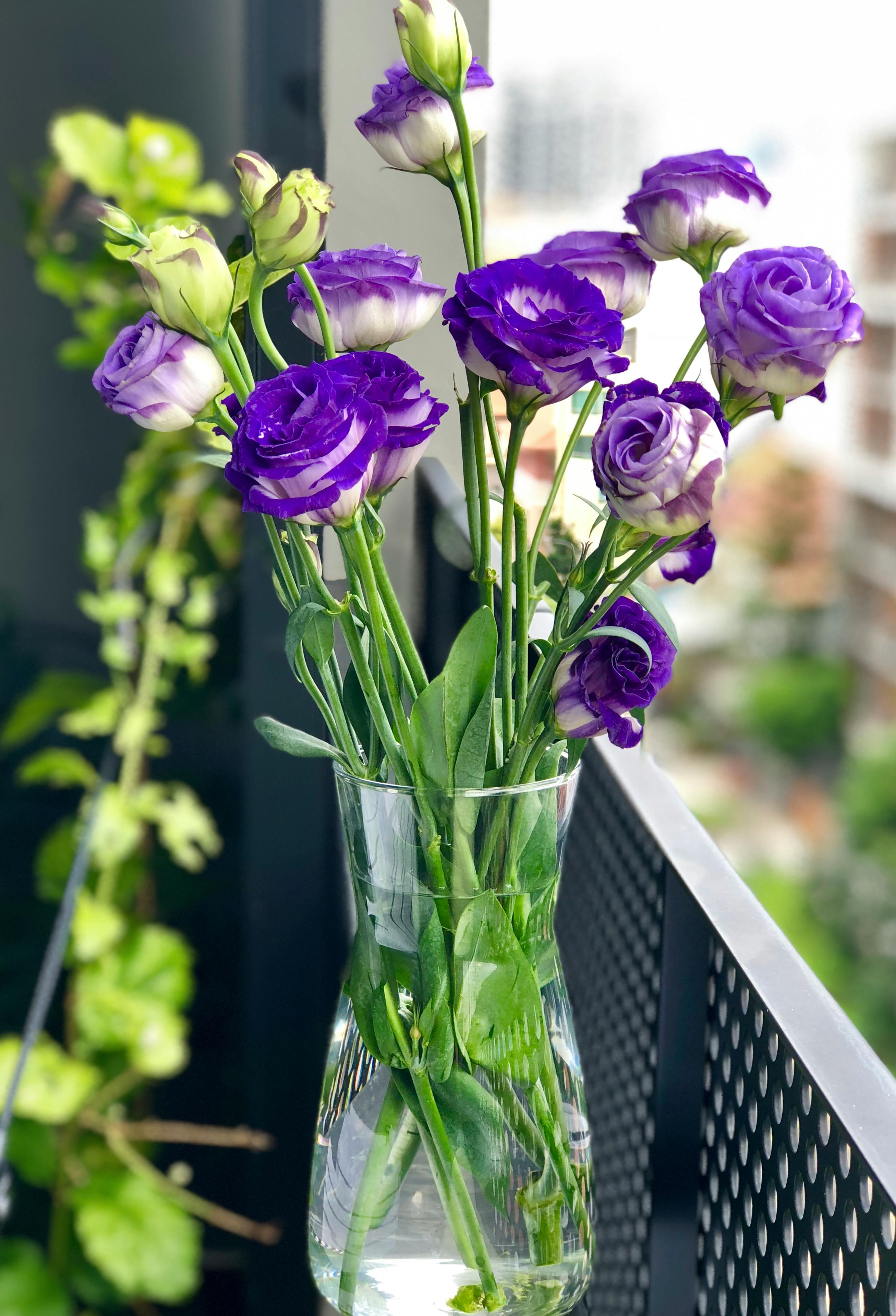 [Eustoma grandiflorum]